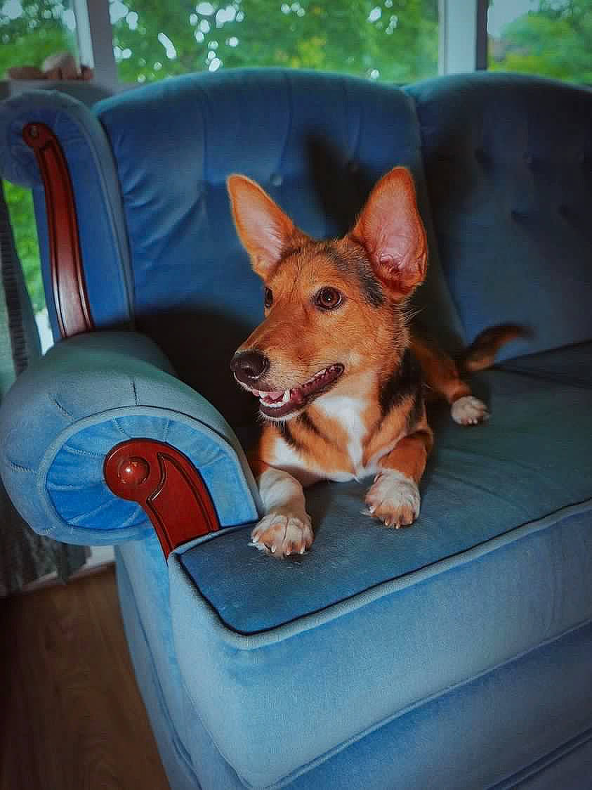 Chilli joined the competition — help win amazing prizes! canidae, carnivore, comfort, companion_dog, dog, dog_breed, dog_sports, dog_supply, fawn, mammal, sitting, snout, sporting_group, tail, toy, toy_dog, vertebrate, whiskers, wood, working_animal