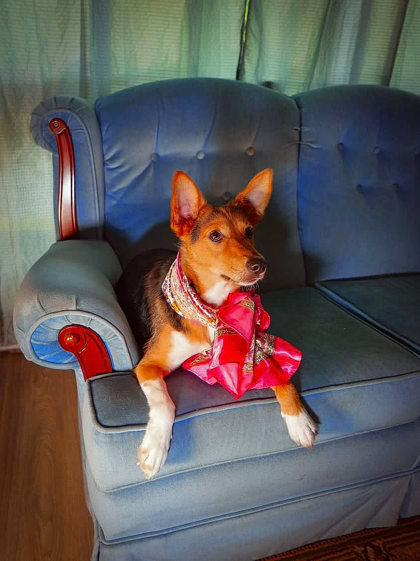 Chilli joined the competition — help win amazing prizes! aircraft, canidae, carnivore, chair, comfort, companion_dog, couch, dog, dog_breed, dog_supply, fawn, flooring, lap, plant, sitting, sporting_group, toy, toy_dog, whiskers, working_animal