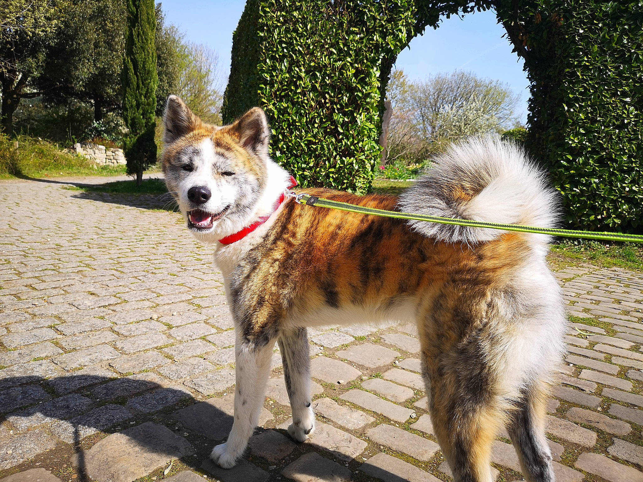 Païka a rejoint le concours — aidez-le/la à gagner de superbes lots ! art, canidae, carnivore, collar, companion_dog, dog, dog_breed, fashion_accessory, fawn, grass, herding_dog, leash, pack_animal, plant, sky, snout, sporting_group, tail, tree, working_animal