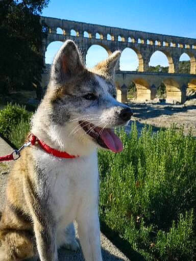 Païka participe au concours pour gagner de l'argent avec cette photo : canis, carnivore, collar, companion_dog, dog, dog_breed, fang, fawn, fur, grass, plant, sky, snout, sporting_group, tail, terrestrial_animal, tree, whiskers, wildlife, working_animal