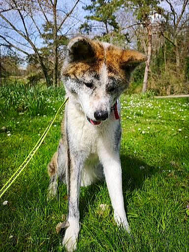 Païka participe au concours pour gagner de l'argent avec cette photo : art, canidae, canis, carnivore, companion_dog, dog, dog_breed, fawn, grass, groundcover, plant, sky, snout, sporting_group, tail, terrestrial_animal, tree, whiskers, working_animal, working_dog