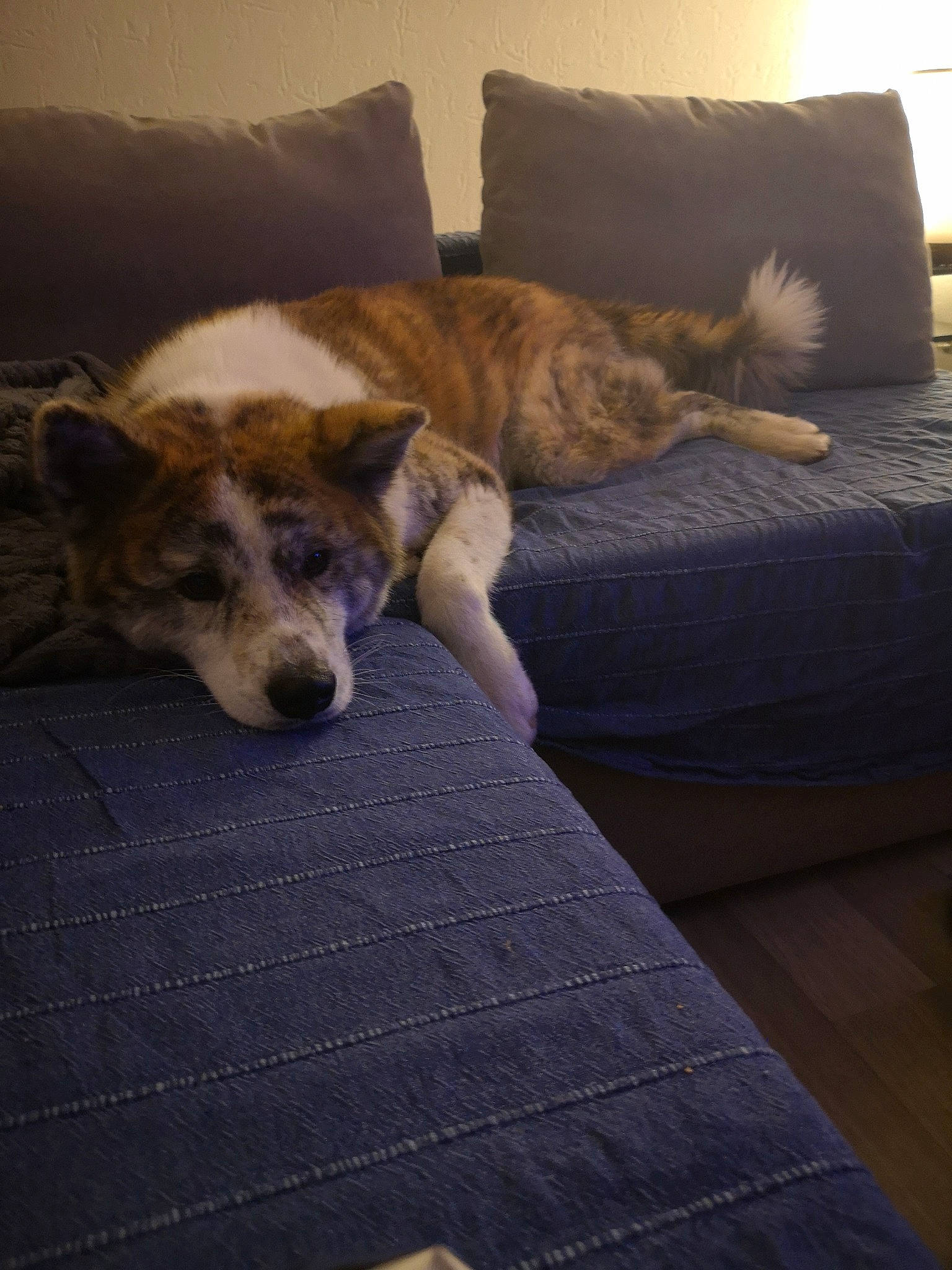 Païka participe au concours pour gagner de l'argent avec cette photo : canidae, carnivore, comfort, companion_dog, couch, dog, dog_breed, fawn, floor, flooring, fur, grey, hardwood, linens, room, sporting_group, studio_couch, tail, terrestrial_animal, wood