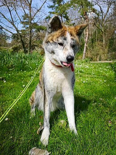 Païka a rejoint le concours — aidez-le/la à gagner de superbes lots ! canidae, canis, carnivore, companion_dog, dog, dog_breed, fawn, grass, groundcover, plant, sky, snout, sporting_group, tail, terrestrial_animal, tree, wildlife, wolf, working_animal, working_dog