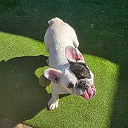 Luna joined the competition — help win amazing prizes! dog, french_bulldog, tongue_out, happy, pet, green_turf, artificial_grass, ball, shadow, sunlight, outdoor, looking_up, white_fur, black_patch, ears, playful, portrait, small_dog, paws, closeup