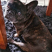 Rosey joined the competition — help win amazing prizes! dog, french_bulldog, brindle_coat, pet, indoor, shaggy_rug, wooden_table_leg, tile_floor, looking_up, big_ears, close_up, portrait, fur, paw, eyes, curious, sitting, furniture, home, domestic_animal