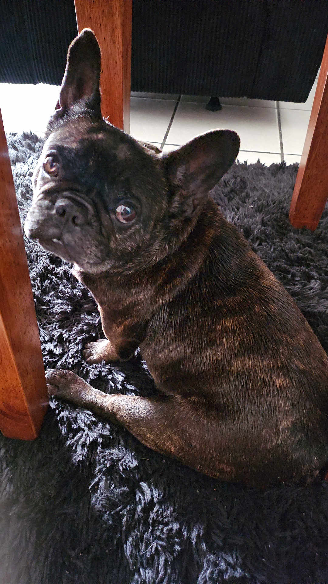 Rosey joined the competition — help win amazing prizes! dog, french_bulldog, brindle_coat, pet, indoor, shaggy_rug, wooden_table_leg, tile_floor, looking_up, big_ears, close_up, portrait, fur, paw, eyes, curious, sitting, furniture, home, domestic_animal