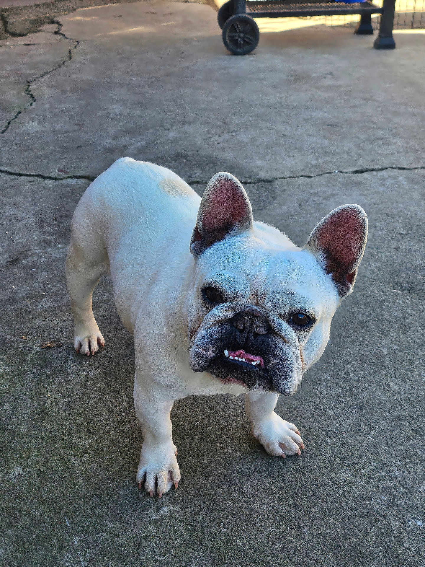 Snoopy joined the competition — help win amazing prizes! dog, french_bulldog, pet, white_fur, paws, ears, wrinkled_face, underbite, teeth, tongue, concrete, patio, outdoor, closeup, looking_at_camera, shadow, sunlight, wheel, grumpy_expression, short_legs