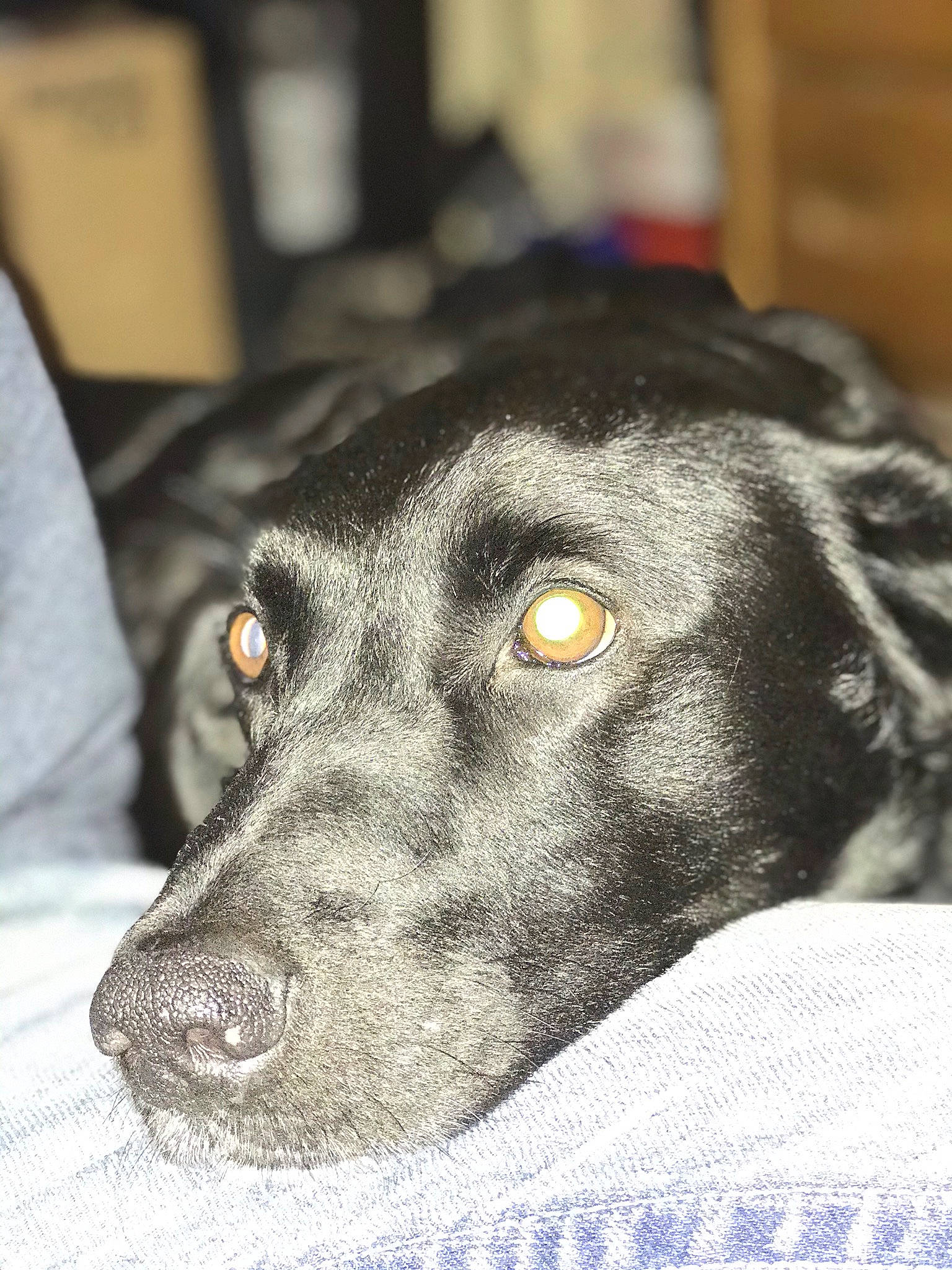 Mia is registered to the contest to win money with this photo: beagador, borador, canidae, carnivore, dog, dog_breed, dog_collar, ear, eurohound, eye, labrador_retriever, mammal, nose, patterdale_terrier, rare_breed_dog, snout, sporting_group, vertebrate, whiskers