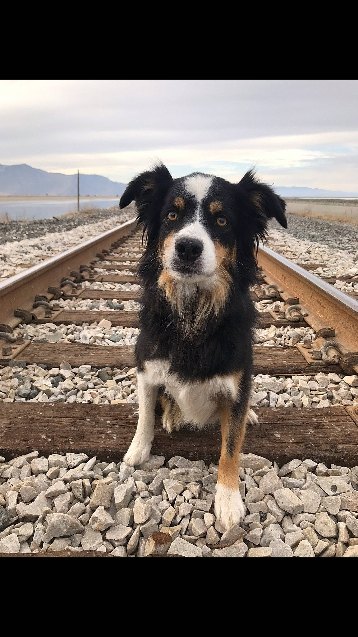 Rose joined the competition — help win amazing prizes! australian_collie, australian_shepherd, border_collie, canidae, carnivore, companion_dog, dog, dog_breed, english_shepherd, herding_dog, mammal, miniature_australian_shepherd, snout, sporting_group, street_dog, vertebrate, welsh_sheepdog, working_dog