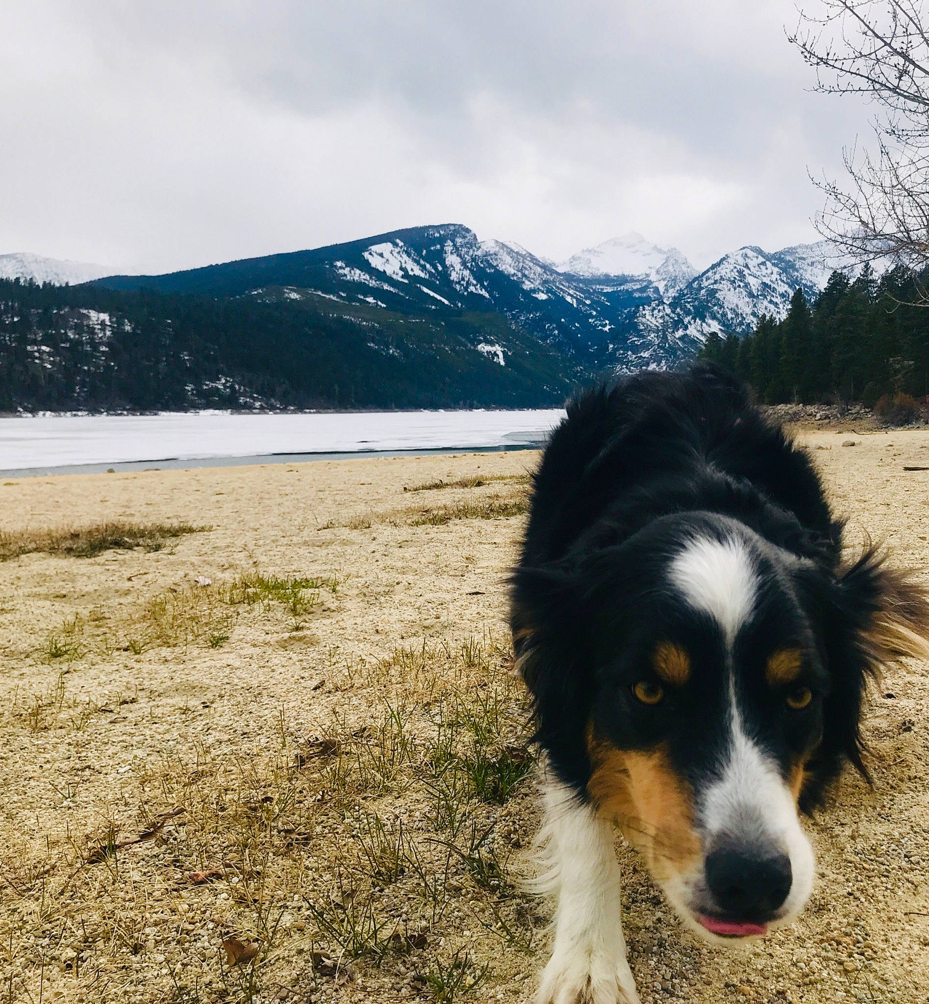Rose joined the competition — help win amazing prizes! adventure, australian_shepherd, bernese_mountain_dog, border_collie, canidae, carnivore, dog, dog_breed, english_shepherd, herding_dog, lake, mammal, mountain, sky, snow, sporting_group, tree, wilderness, winter, working_dog