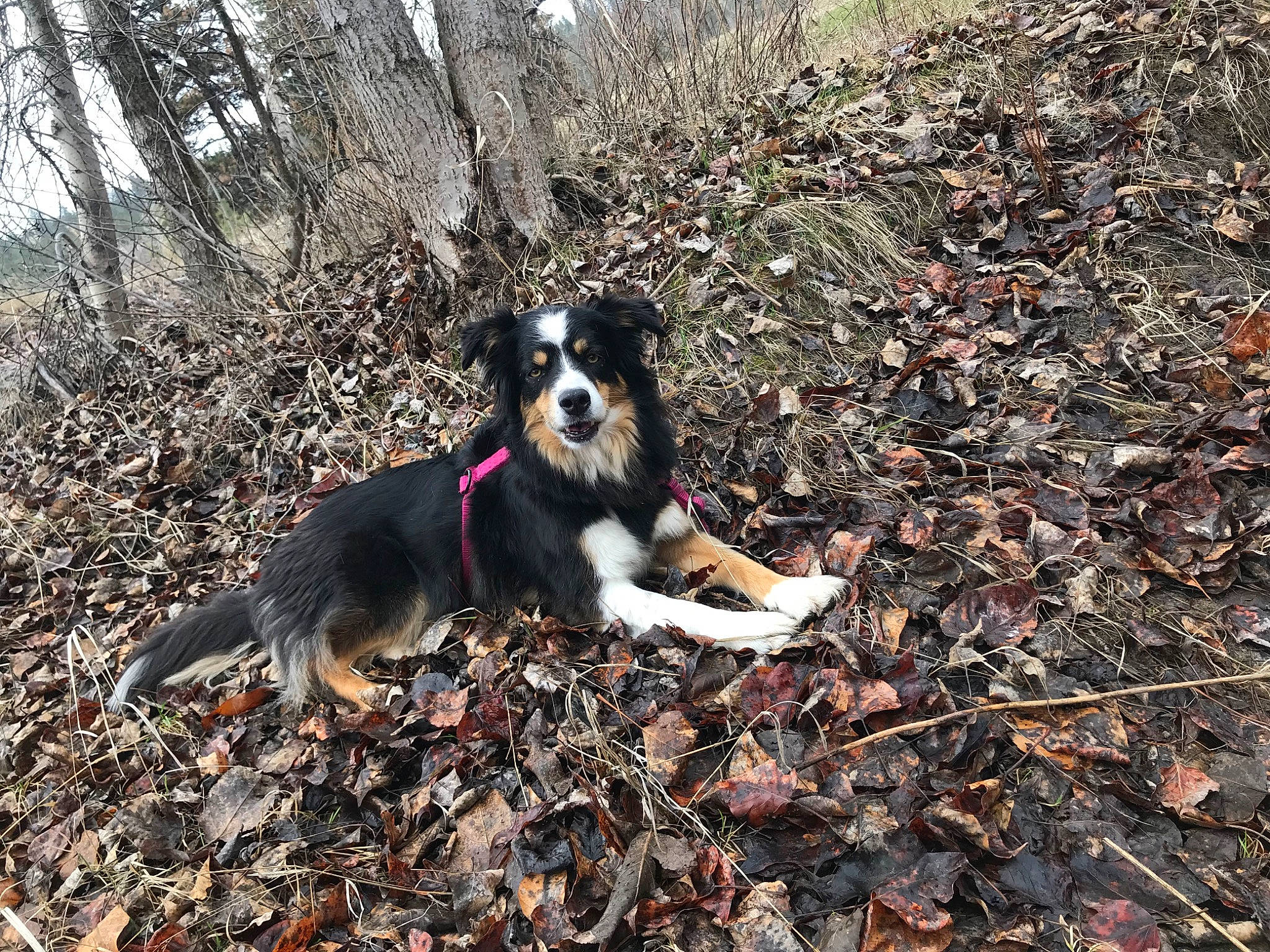 Rose joined the competition — help win amazing prizes! adventure, autumn, border_collie, canidae, carnivore, dog, dog_breed, dog_hiking, english_shepherd, entlebucher_mountain_dog, feist, forest, leaf, working_dog