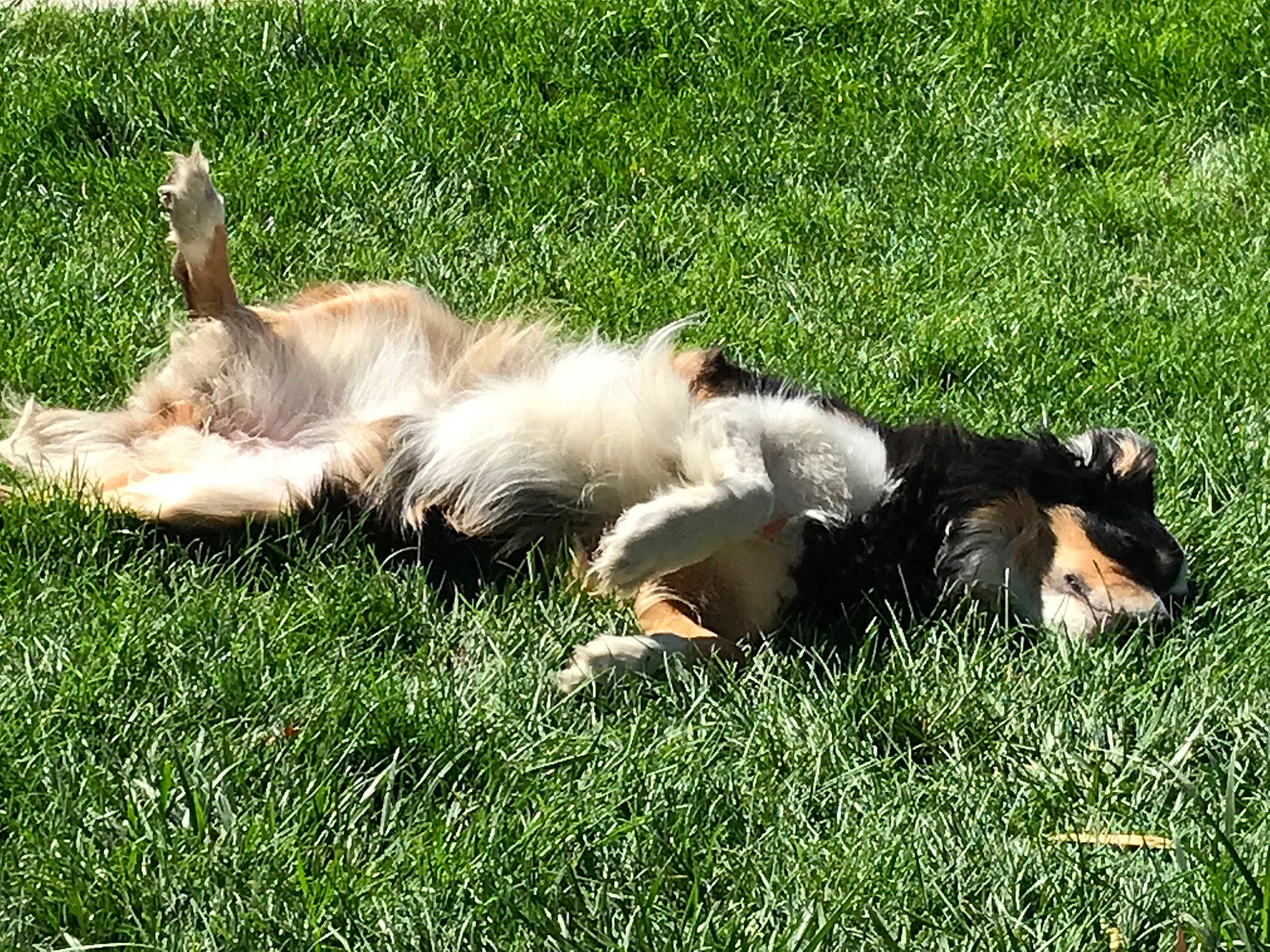 Rose joined the competition — help win amazing prizes! australian_shepherd, canidae, carnivore, companion_dog, dog, dog_breed, english_shepherd, grass, lawn, mammal, puppy, rough_collie, shetland_sheepdog, sporting_group, vertebrate