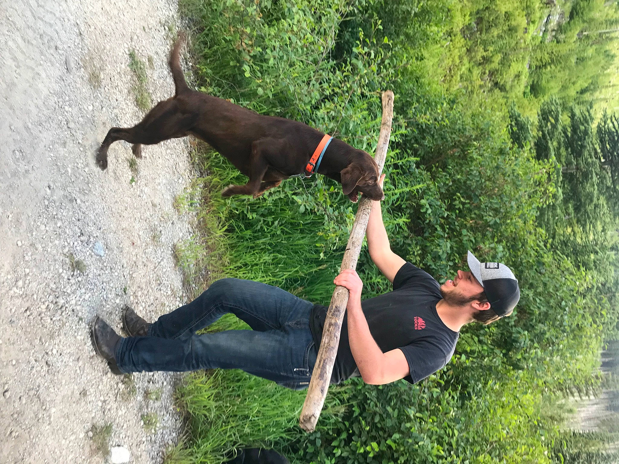 Yogi is registered to the contest to win money with this photo: adventure, canidae, hunting_dog, sporting_group