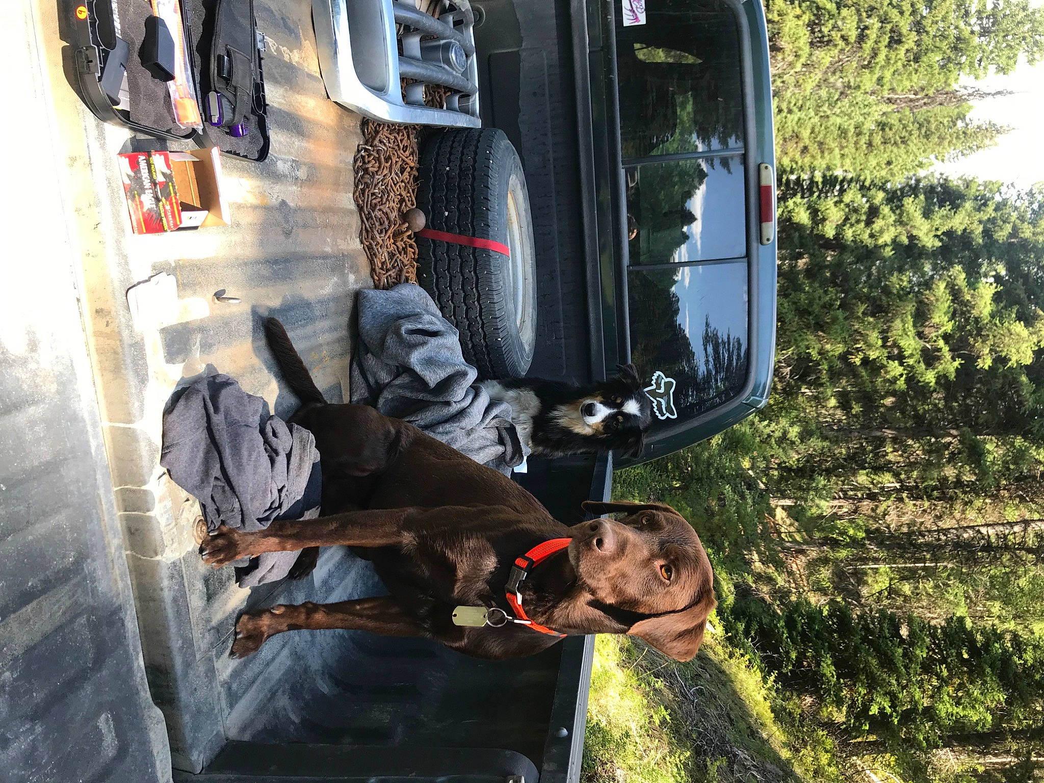 Yogi joined the competition — help win amazing prizes! automotive_exterior, car, family_car, sporting_group, transport, tree, vehicle, vehicle_door