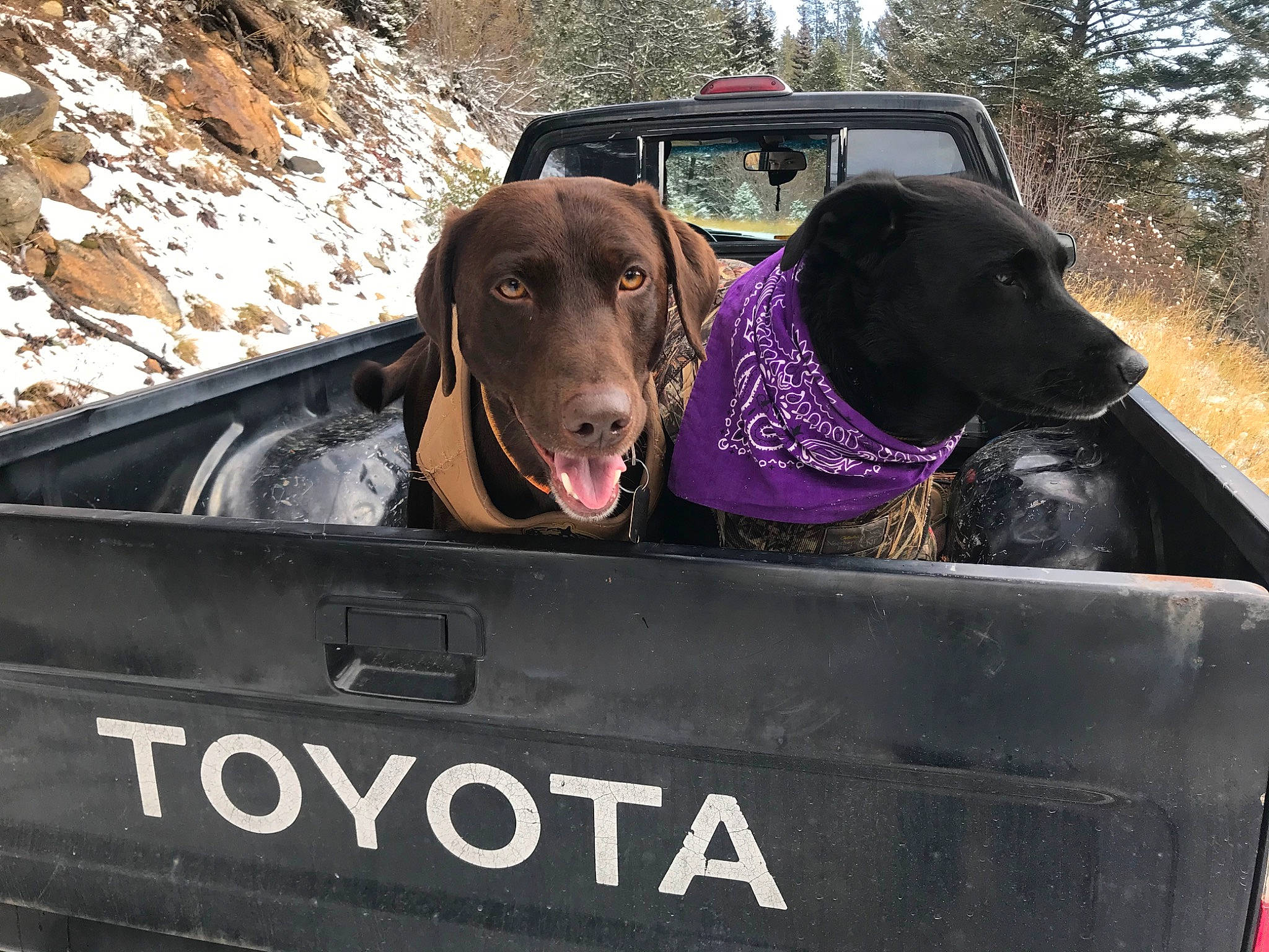 Yogi joined the competition — help win amazing prizes! canidae, carnivore, chesapeake_bay_retriever, dog, dog_breed, hunting_dog, labrador_retriever, mammal, pointing_breed, retriever, snout, sporting_group, vehicle, vertebrate