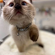Cookie joined the competition — help win amazing prizes! kitten, cat, siamese, blue_eyes, paw, close_up, indoor, pet, feline, cute, whiskers, collar, fur, young, animal, domestic, curious, soft, fluffy, playful