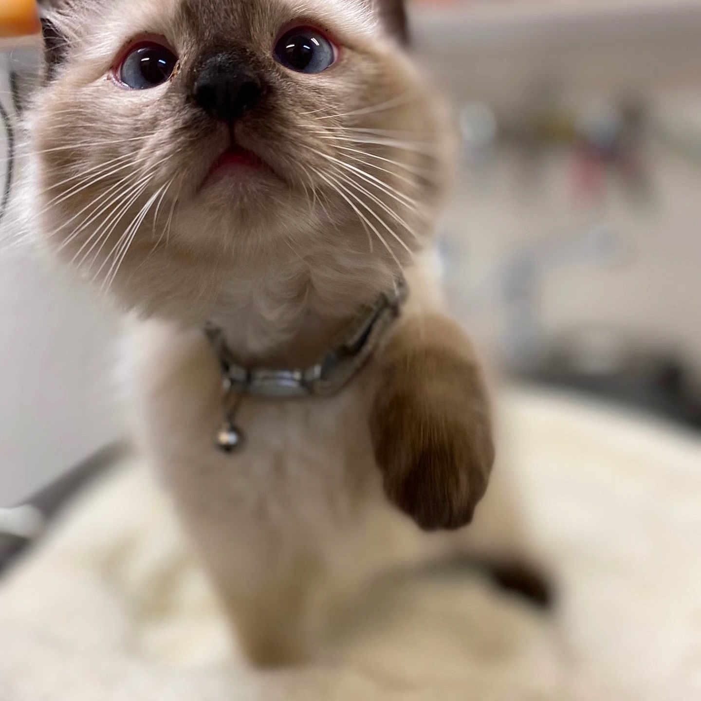 Cookie joined the competition — help win amazing prizes! animal, blue_eyes, cat, close_up, collar, curious, cute, domestic, feline, fluffy, fur, indoor, kitten, paw, pet, playful, siamese, soft, whiskers, young