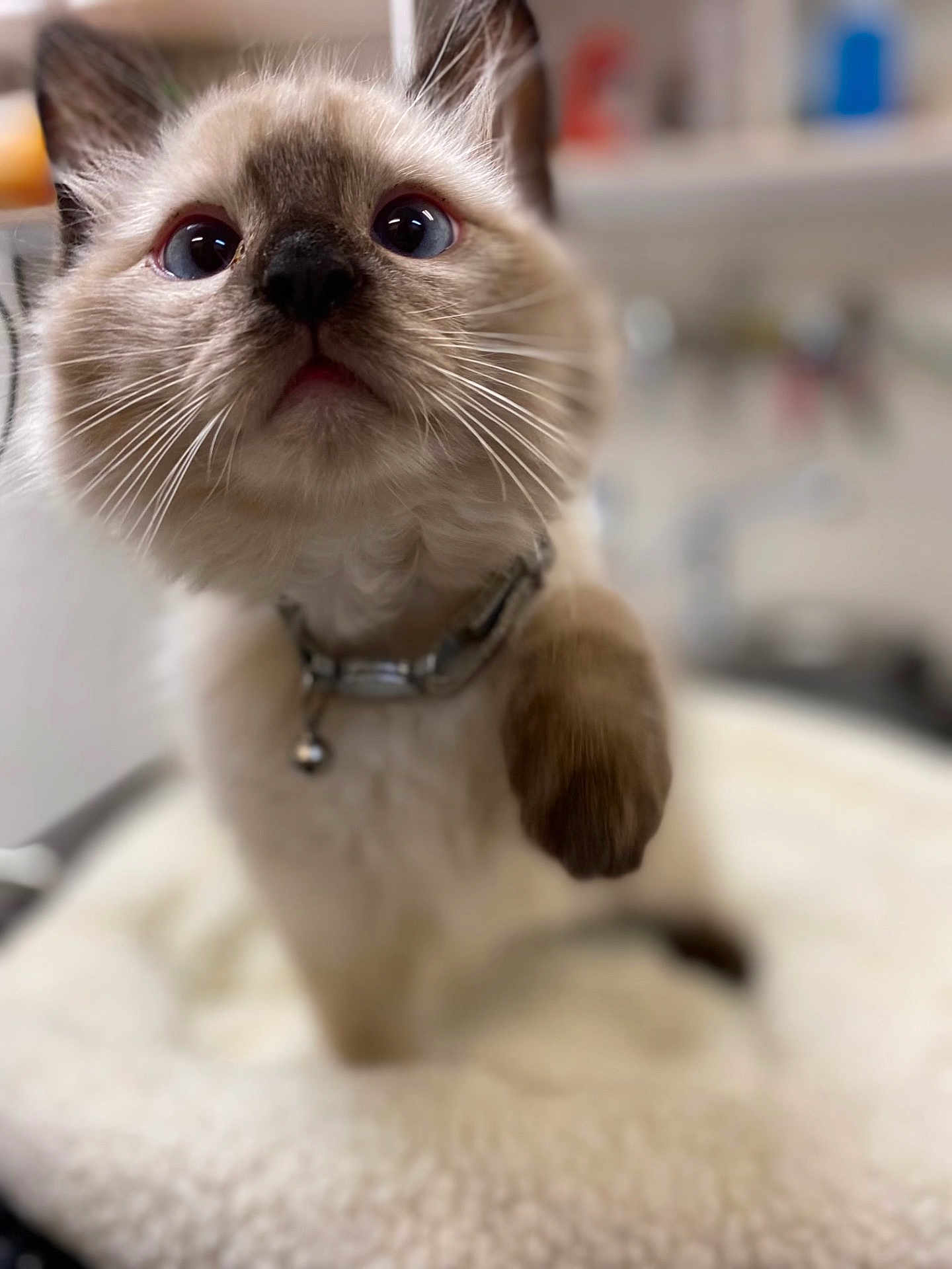 Cookie