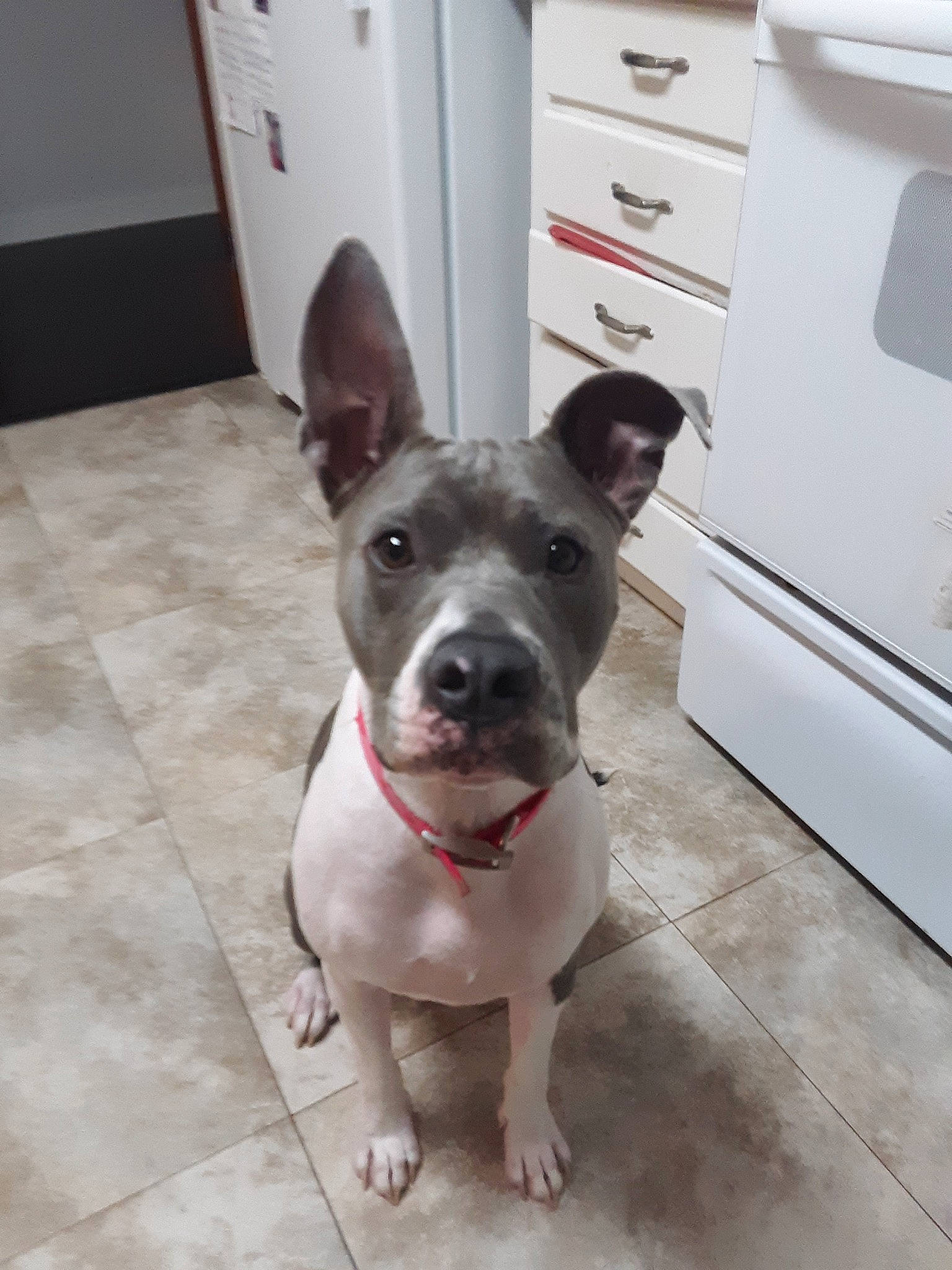 Kiara joined the competition — help win amazing prizes! american_pit_bull_terrier, american_staffordshire_terrier, bull_and_terrier, canidae, carnivore, companion_dog, dog, dog_breed, fawn, mammal, non_sporting_group, old_english_terrier, pit_bull, rare_breed_dog, snout, staffordshire_bull_terrier, terrier, thai_ridgeback, vertebrate