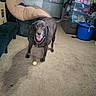 dog, black_dog, indoor, carpet, toy, happy, tail_wagging, mouth_open, furniture, storage_bins, clutter, living_room, chain_collar, pet, floor, playful, canine, smiling, domestic_animal, household