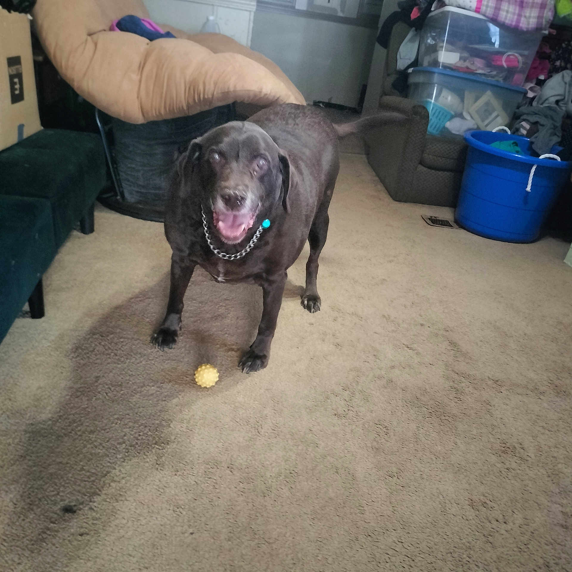 Leo is registered to the contest to win money with this photo: dog, black_dog, indoor, carpet, toy, happy, tail_wagging, mouth_open, furniture, storage_bins, clutter, living_room, chain_collar, pet, floor, playful, canine, smiling, domestic_animal, household