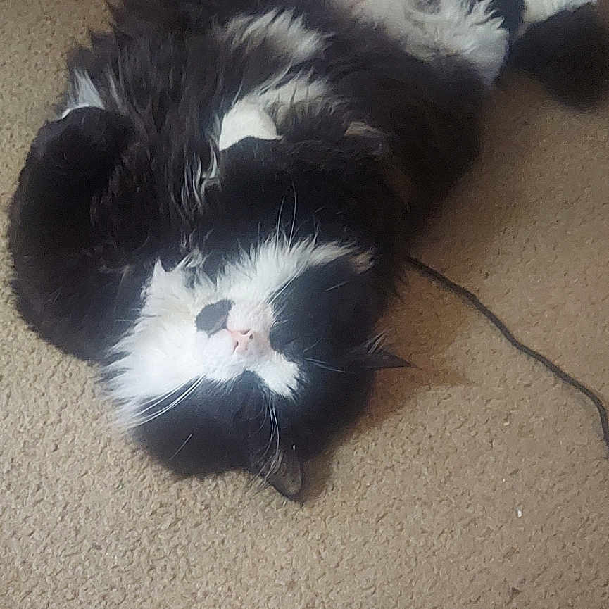 Cute One is registered to the contest to win money with this photo: cat, black_and_white, fluffy, carpet, indoor, pet, relaxed, lying_down, couch, fur, whiskers, cute, domestic, animal, playful, home, resting, mammal, feline, cozy