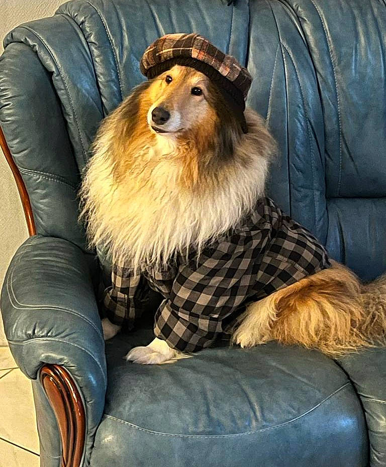 Pepita participe au concours pour gagner de l'argent avec cette photo : beard, canidae, carnivore, comfort, companion_dog, dog_breed, fawn, felidae, fur, happy, mammal, natural_material, pattern, shetland_sheepdog, sitting, smile, snout, sporting_group, terrestrial_animal, whiskers