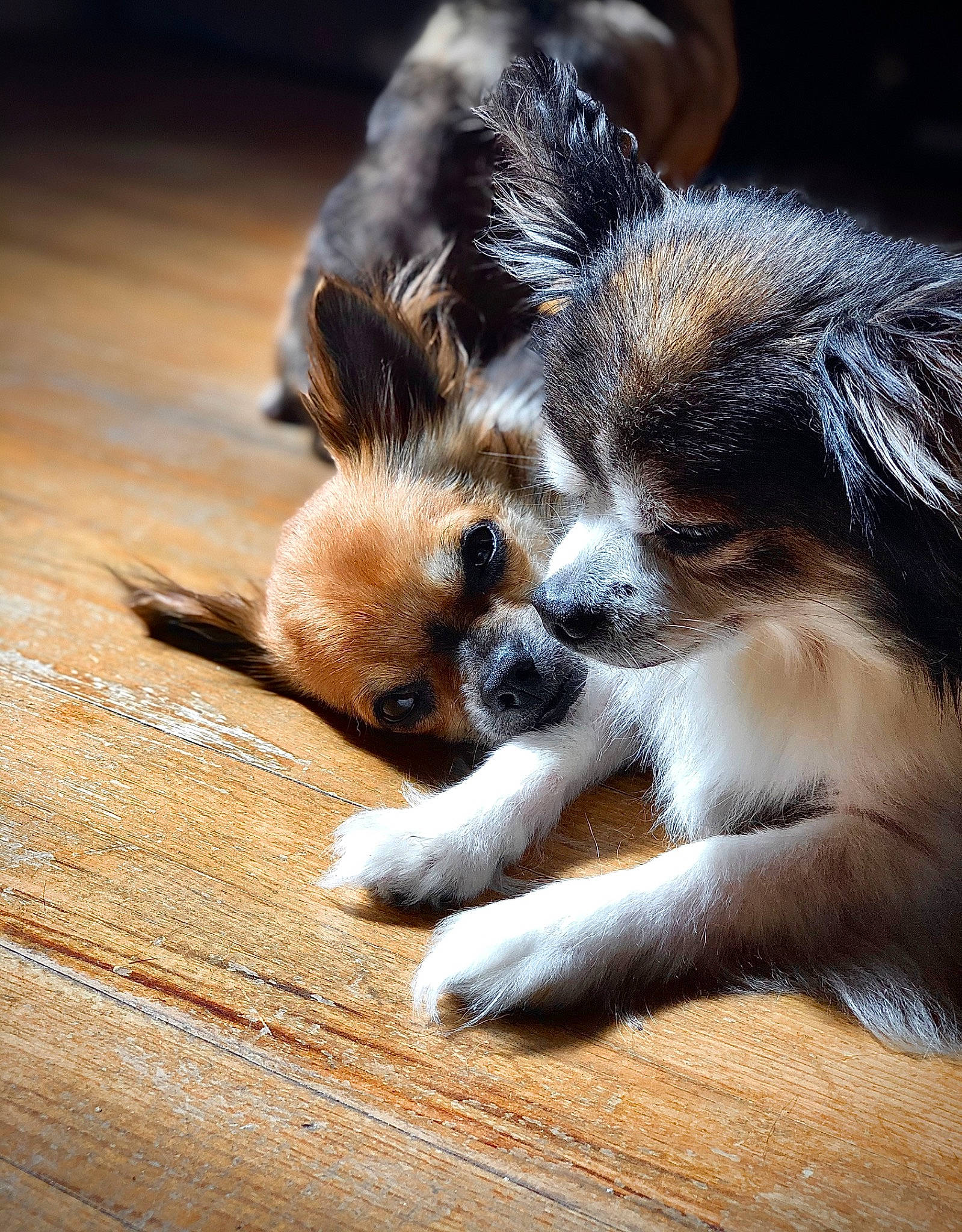 Titi participe au concours pour gagner de l'argent avec cette photo : bored, canidae, carnivore, claw, companion_dog, dog, dog_breed, fawn, flooring, fur, hardwood, paw, snout, sporting_group, terrestrial_animal, whiskers, wildlife, wood, working_dog