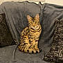 animal, blanket, cat, couch, cozy, curtain, domestic, feline, fur, home, indoor, pet, pillow, relaxed, sitting, spotted, striped, tail, whiskers, window