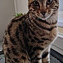 cat, close_up, curious, domestic_animal, ears, eyes, feline, indoor, lace, natural_light, paws, pet, sitting, soft_lighting, striped_fur, tabby, table, tail, whiskers, window