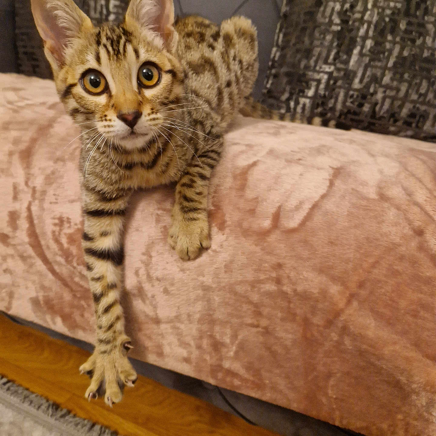 Dabza participe au concours pour gagner de l'argent avec cette photo : animal, blanket, cat, couch, curious, cute, domestic_cat, feline, fur, indoor, living_room, paw, pet, pillow, rug, stretching, tabby, whiskers, wide_eyes, wooden_floor