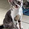 Perle participe au concours pour gagner de l'argent avec cette photo : kitten, cat, indoor, floor, tiled_floor, sitting, curious, pet, animal, feline, whiskers, ears, eyes, tail, background, mat, light, shadow, home, domestic