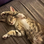 Perle participe au concours pour gagner de l'argent avec cette photo : cat, kitten, sleeping, tabby, paw, fur, relaxed, cute, pet, indoor, bed, resting, cozy, animal, whiskers, claws, ears, soft, feline, nap