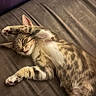 cat, kitten, sleeping, tabby, paw, fur, relaxed, cute, pet, indoor, bed, resting, cozy, animal, whiskers, claws, ears, soft, feline, nap