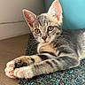 Perle a rejoint le concours — aidez-le/la à gagner de superbes lots ! kitten, cat, tabby, pet, animal, fur, whiskers, ears, paws, carpet, floor, indoor, teal_bucket, curious, young, closeup, relaxed, cute, domestic_animal, resting