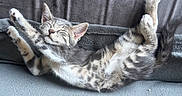 Perle participe au concours pour gagner de l'argent avec cette photo : cat, kitten, stretching, sleeping, feline, fur, paws, whiskers, tabby, striped, relaxed, cute, adorable, pet, indoor, blanket, soft, cozy, resting, animal