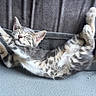 cat, kitten, stretching, sleeping, feline, fur, paws, whiskers, tabby, striped, relaxed, cute, adorable, pet, indoor, blanket, soft, cozy, resting, animal
