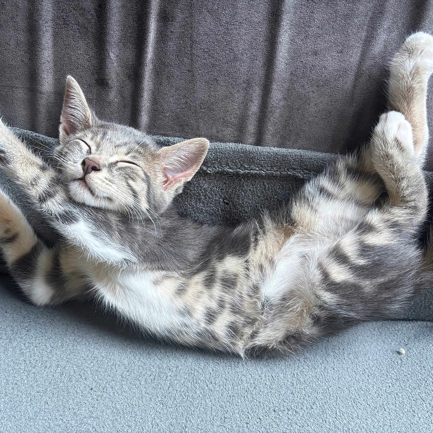Perle participe au concours pour gagner de l'argent avec cette photo : cat, kitten, stretching, sleeping, feline, fur, paws, whiskers, tabby, striped, relaxed, cute, adorable, pet, indoor, blanket, soft, cozy, resting, animal