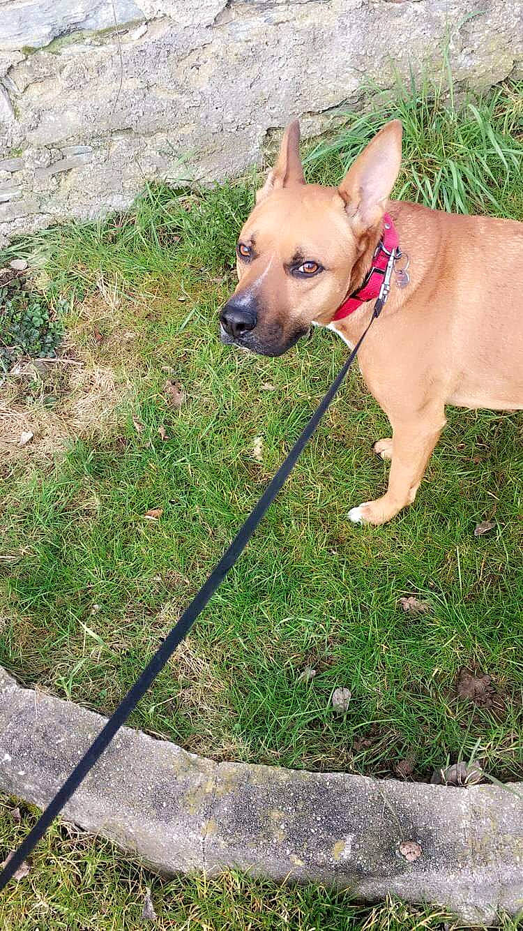 Prince a rejoint le concours — aidez-le/la à gagner de superbes lots ! adventure, canidae, carnivore, collar, companion_dog, dog, dog_breed, dog_collar, dog_supply, fawn, grass, mexican_hairless_dog, non_sporting_group, plant, snout, sporting_group, tail, terrestrial_animal, toy_dog, working_animal