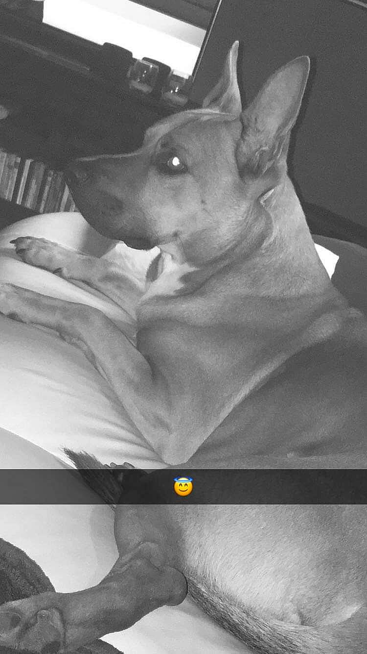 Prince a rejoint le concours — aidez-le/la à gagner de superbes lots ! black, black_and_white, carnivore, companion_dog, dog, dog_breed, ear, elbow, gesture, jaw, monochrome, monochrome_photography, photograph, snapshot, snout, stock_photography, style, whiskers, white, working_animal