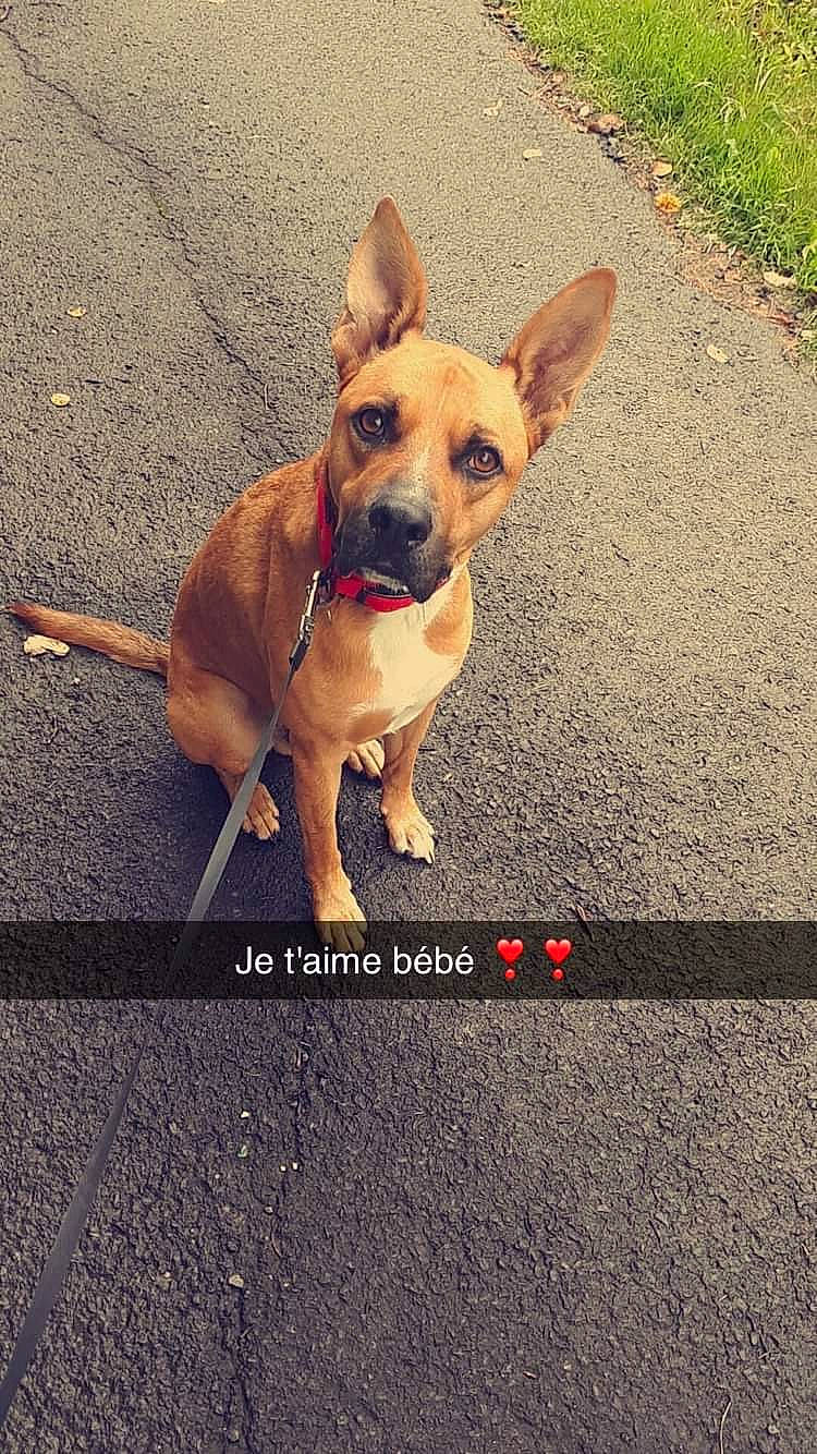 Prince participe au concours pour gagner de l'argent avec cette photo : asphalt, carnivore, collar, companion_dog, dog, dog_breed, dog_collar, dog_supply, fawn, happy, leash, line, pet_supply, road, road_surface, sidewalk, snout, sporting_group, tail, working_animal