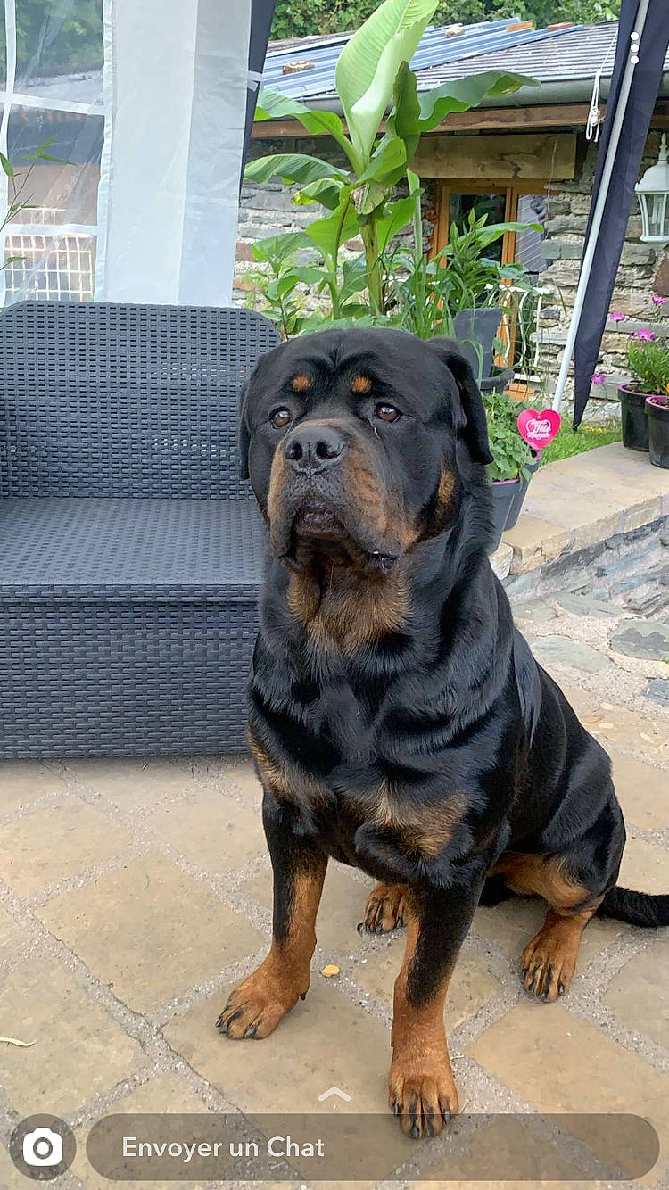 Outch a rejoint le concours — aidez-le/la à gagner de superbes lots ! ancient_dog_breeds, art, canidae, carnivore, companion_dog, dog, dog_breed, fawn, flowerpot, guard_dog, houseplant, hunting_dog, molosser, non_sporting_group, plant, rottweiler, sporting_group, working_animal, working_dog