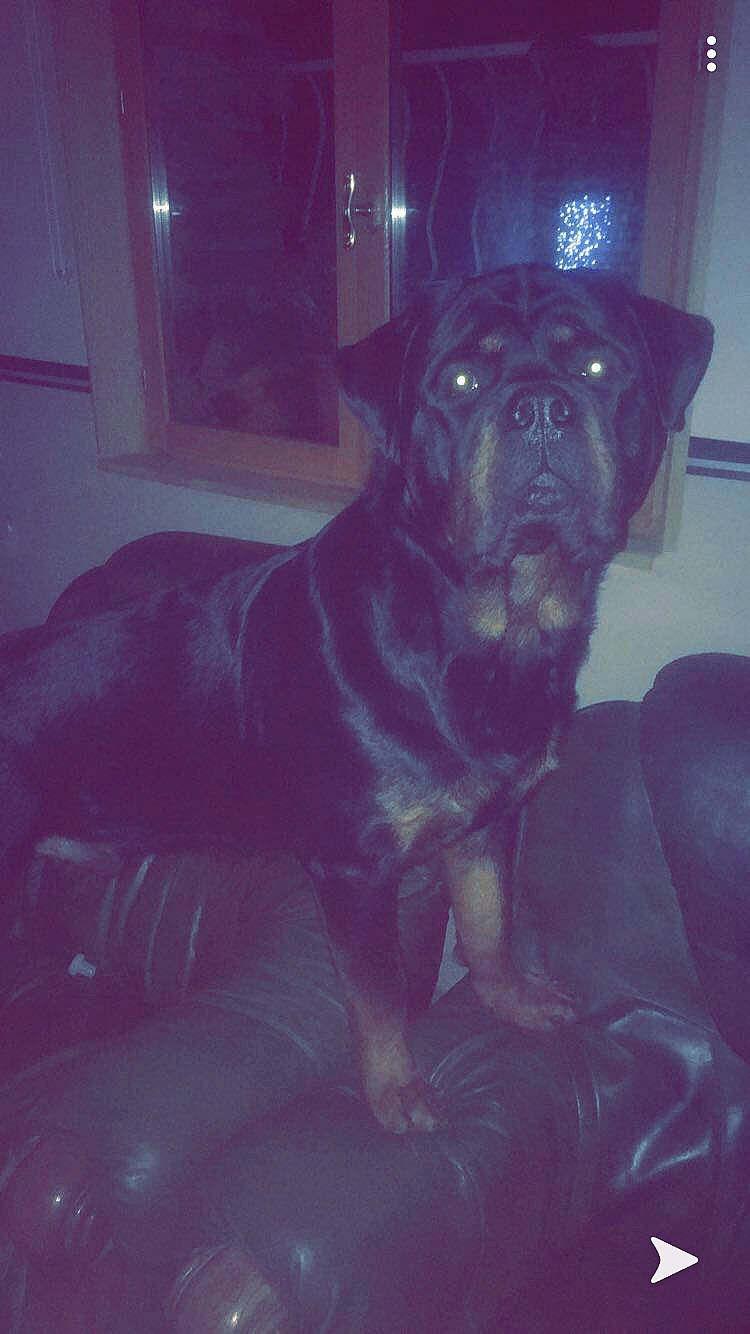 Outch a rejoint le concours — aidez-le/la à gagner de superbes lots ! canidae, carnivore, comfort, companion_dog, dog, dog_breed, electric_blue, fawn, guard_dog, plant, pug, sitting, snout, sporting_group, tints_and_shades, toy_dog, whiskers, window, working_animal, wrinkle