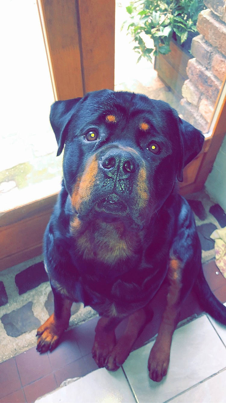 Outch participe au concours pour gagner de l'argent avec cette photo : borador, canidae, carnivore, collar, companion_dog, dog, dog_breed, electric_blue, fawn, fur, guard_dog, houseplant, molosser, pet_supply, plant, snout, sporting_group, whiskers, working_animal, working_dog