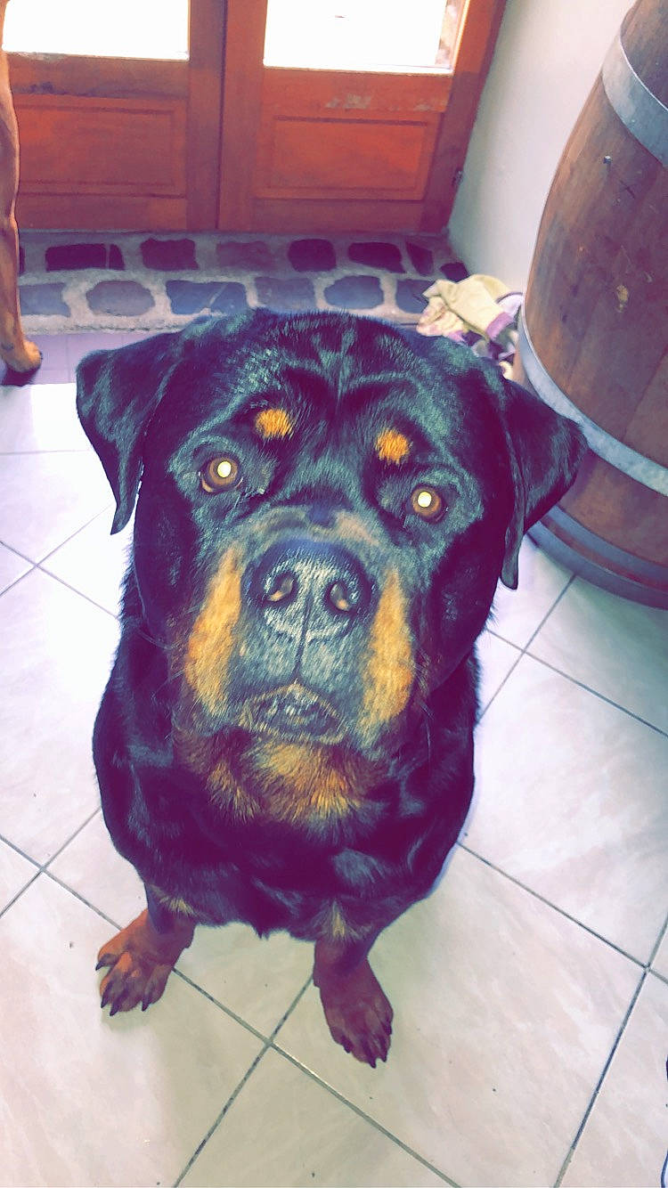 Outch participe au concours pour gagner de l'argent avec cette photo : cabinetry, carnivore, companion_dog, dog, dog_breed, door, electric_blue, floor, flooring, fur, guard_dog, metal, pet_supply, puppy, snout, sporting_group, square, whiskers, working_animal, working_dog