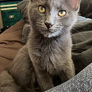 Asher is registered to the contest to win money with this photo: animal, blanket, cat, close_up, cozy, curious, cute, domestic_animal, ears, feline, fluffy, fur, gray_cat, home, indoor, pet, portrait, sitting, whiskers, yellow_eyes