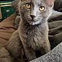animal, blanket, cat, close_up, cozy, curious, cute, domestic_animal, ears, feline, fluffy, fur, gray_cat, home, indoor, pet, portrait, sitting, whiskers, yellow_eyes