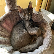 Asher is registered to the contest to win money with this photo: animal, cat, cat_bed, cozy, dangling_toy, domestic_animal, ears, feline, fur, gray_cat, indoor, pet, plush_bed, relaxed, resting, sunlight, tail, toy, whiskers, window_light