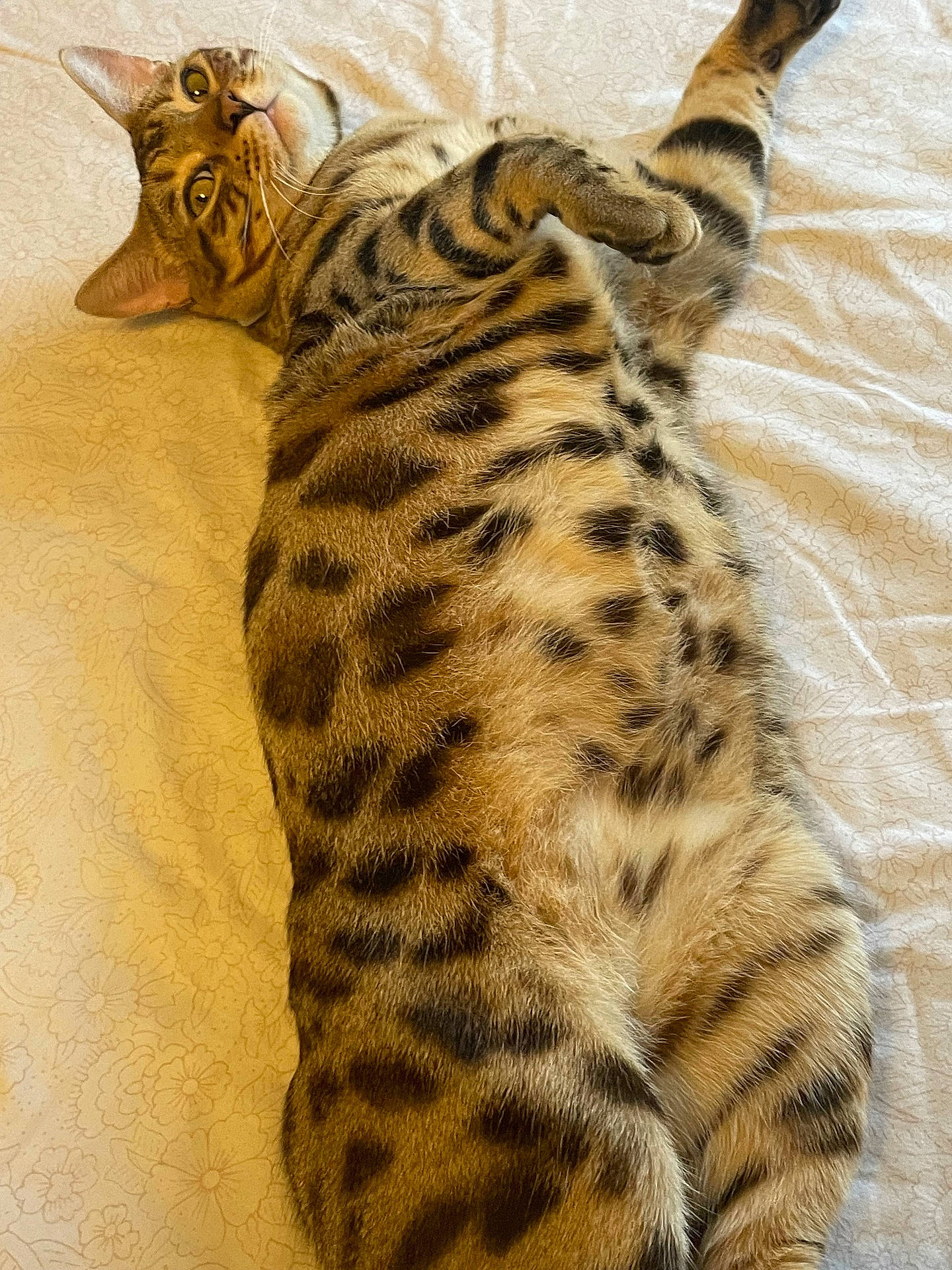 Theodore