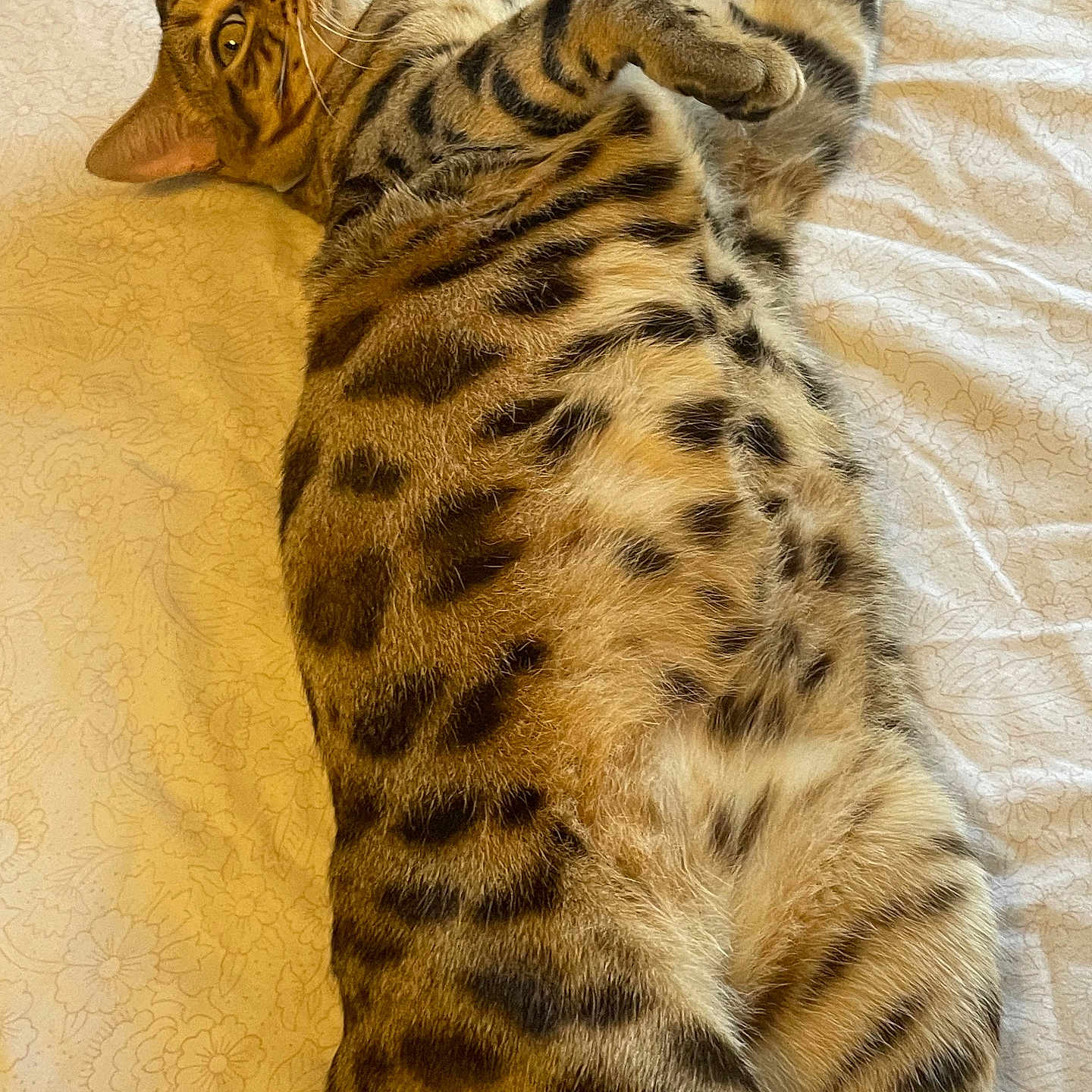 Theodore